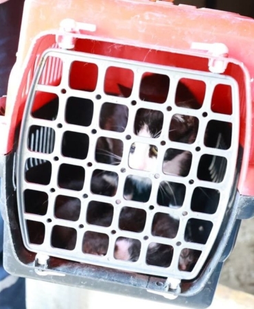 Osmangazi8217de-kacak-yapi-yikiminda-anne-kedi-yavrulari-kurtarildi-featured