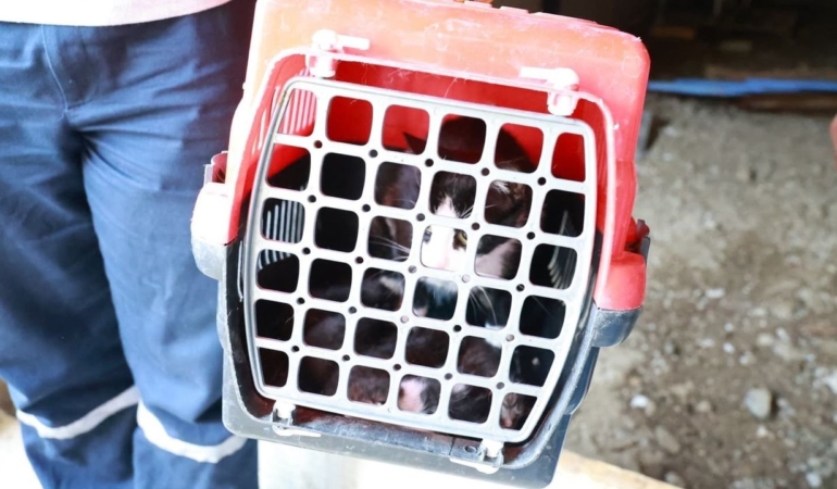 Osmangazi8217de-kacak-yapi-yikiminda-anne-kedi-yavrulari-kurtarildi-featured