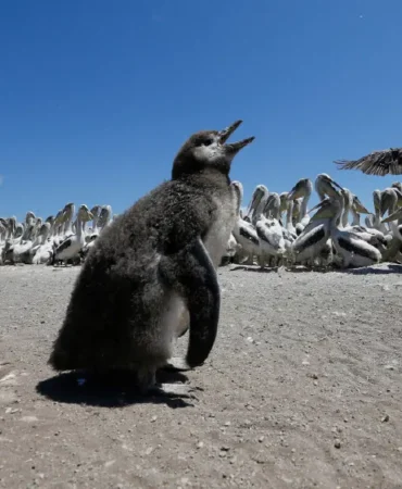 Phillip-Adasi-penguenleri-H5N1e-karsi-asilaniyor-featured