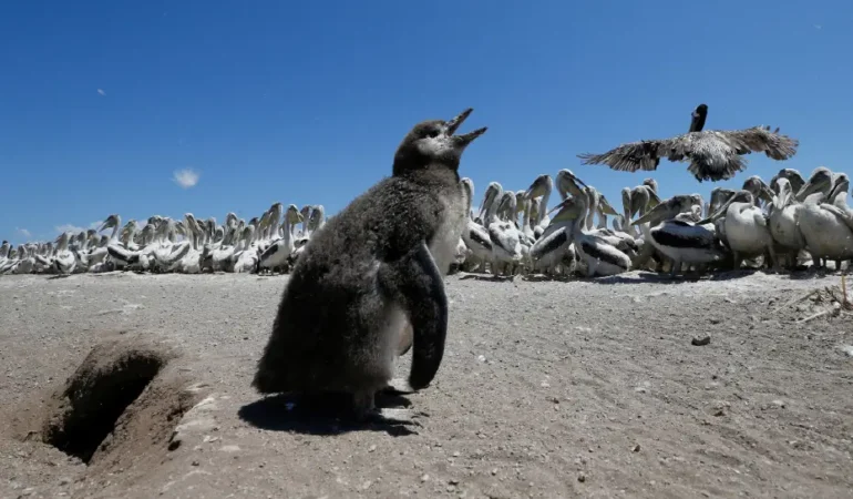 Phillip-Adasi-penguenleri-H5N1e-karsi-asilaniyor-featured