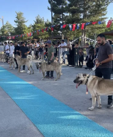 Sivas8217ta-253-Kangal-kopegi-5-kategoride-derece-icin-yaristi-featured