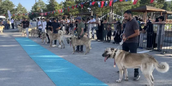 Sivas8217ta-253-Kangal-kopegi-5-kategoride-derece-icin-yaristi-featured