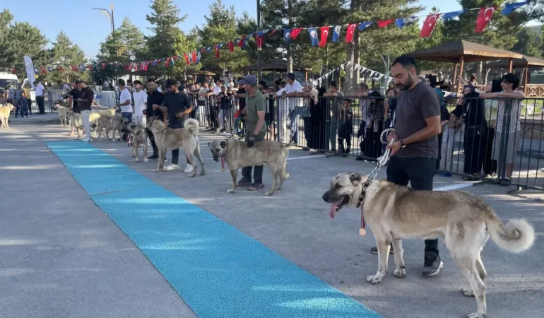 Sivas8217ta-253-Kangal-kopegi-5-kategoride-derece-icin-yaristi-featured