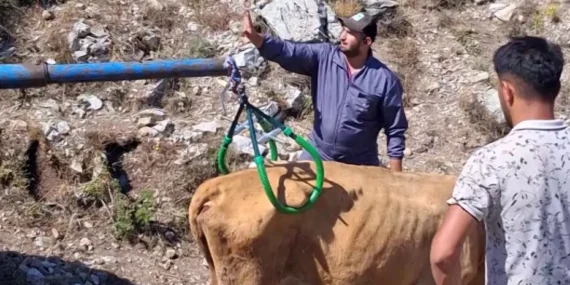 Sivas’ta 7 aylık gebe inek vinçle kurtarıldı