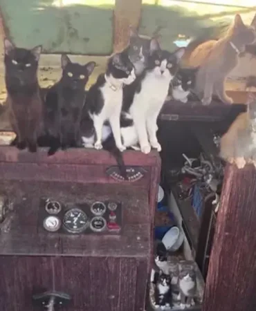 Tacoma8217da-terk-edilmis-tekneden-508217den-fazla-kedi-kurtarildi-featured