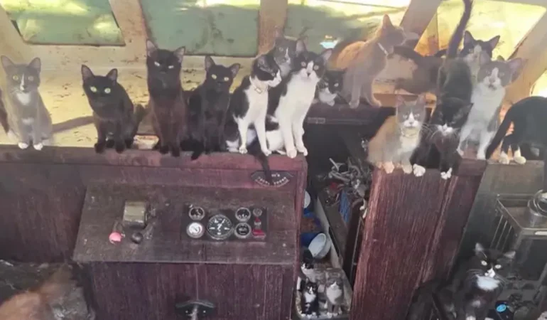 Tacoma8217da-terk-edilmis-tekneden-508217den-fazla-kedi-kurtarildi-featured