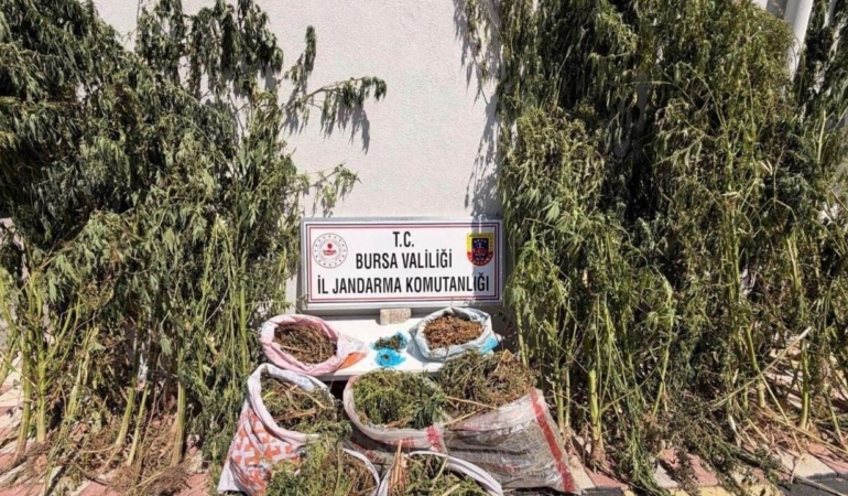 Bursa8217da-22-kilo-675-gram-esrar-ile-116-kok-kenevir-ele-gecirildi-featured