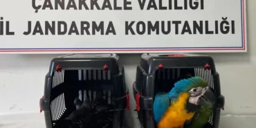 Canakkale-Koprusunde-aractan-9-egzotik-kus-cikti-featured