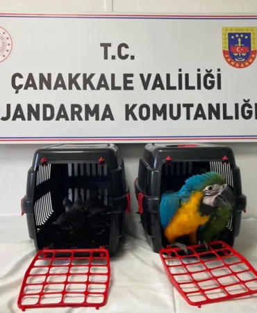 Canakkale-Koprusunde-aractan-9-egzotik-kus-cikti-featured