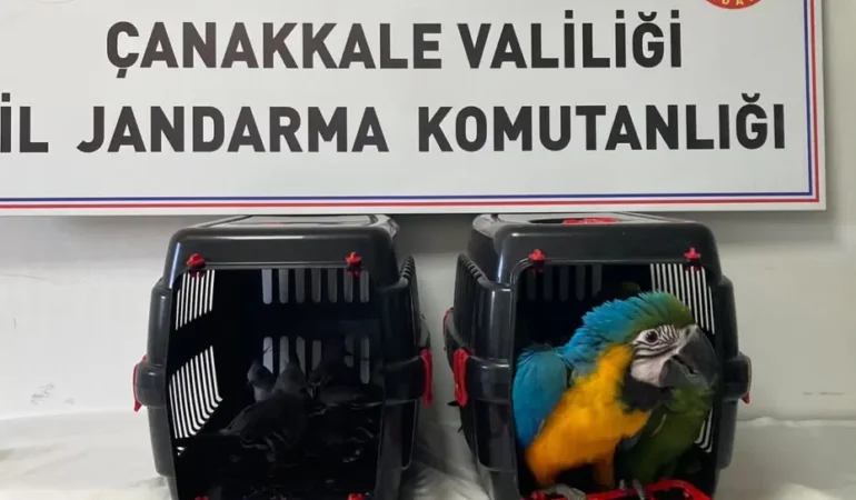 Canakkale-Koprusunde-aractan-9-egzotik-kus-cikti-featured