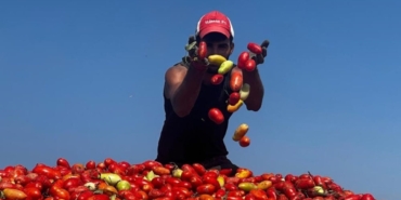 Karacabeyde-domates-ureticileri-sulama-suyu-bekliyor-featured