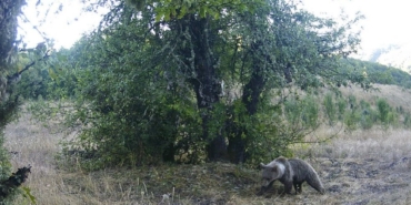 Kastamonuda-armut-yiyen-ayilar-fotokapana-yakalandi-featured