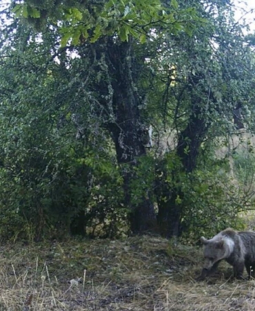 Kastamonuda-armut-yiyen-ayilar-fotokapana-yakalandi-featured