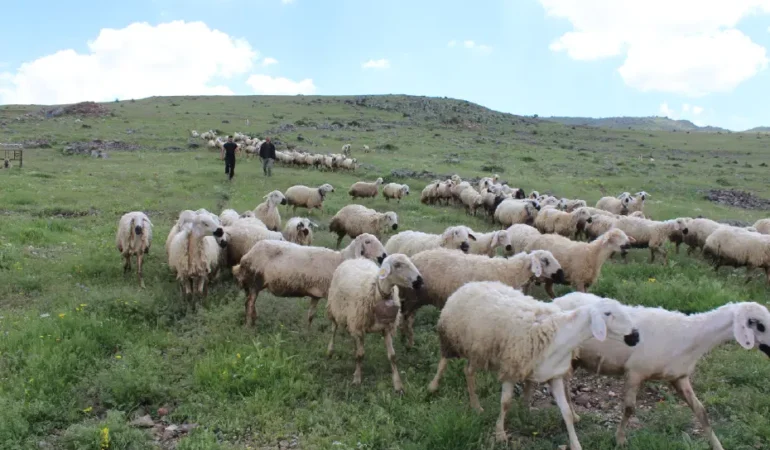 Turkiye-2025te-buyukbas-ve-kucukbasta-AByi-gecti-featured