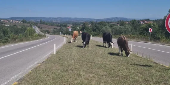 Zonguldak’ta başıboş hayvanlar yeniden yolda tehlike oluşturuyor