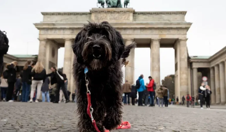 Almanya’da köpek vergisi geliri 429,7 milyon euro oldu