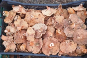 Bursada-yagislarla-birlikte-mantar-arayisi-basladi-featured