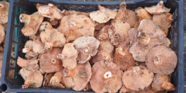 Bursada-yagislarla-birlikte-mantar-arayisi-basladi-featured