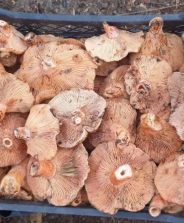 Bursada-yagislarla-birlikte-mantar-arayisi-basladi-featured