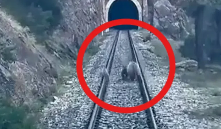 Divriği’de ayı ailesi trenin ilerlemesini durdurdu