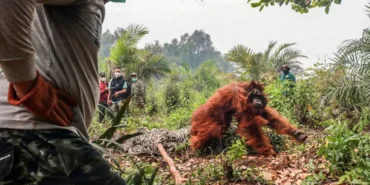 Endonezyada-orangutanlari-kurtarma-seferberligi-suruyor-featured