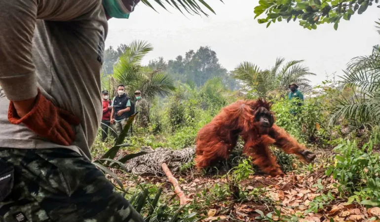 Endonezya’da orangutanları kurtarma seferberliği sürüyor