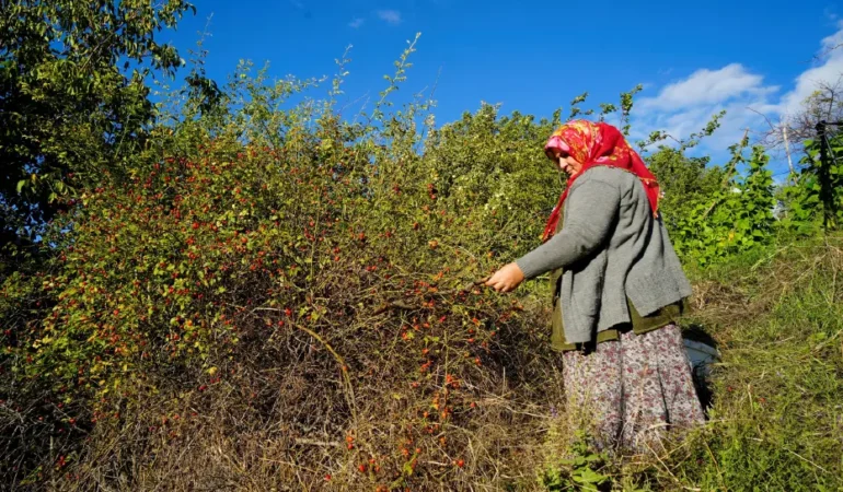 Gümüşhane’de kuşburnu hasadı dikenli dallar arasında başladı