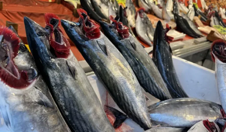 İstanbul’da palamut bolluğu: Toptan fiyat 25 liraya indi