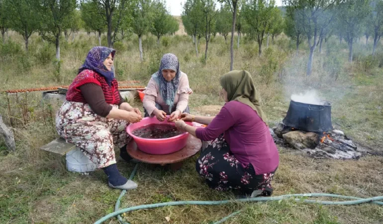 Kastamonu’da üryani eriğinin hasadı başladı