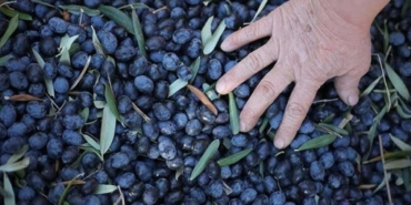 Marmarabirlik-yeni-sezonda-60-bin-ton-zeytin-alacak-featured