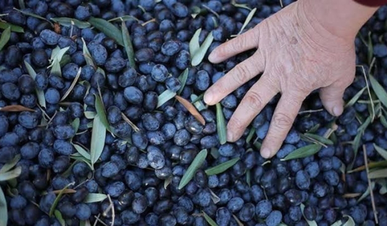 Marmarabirlik, yeni sezonda 60 bin ton zeytin alacak