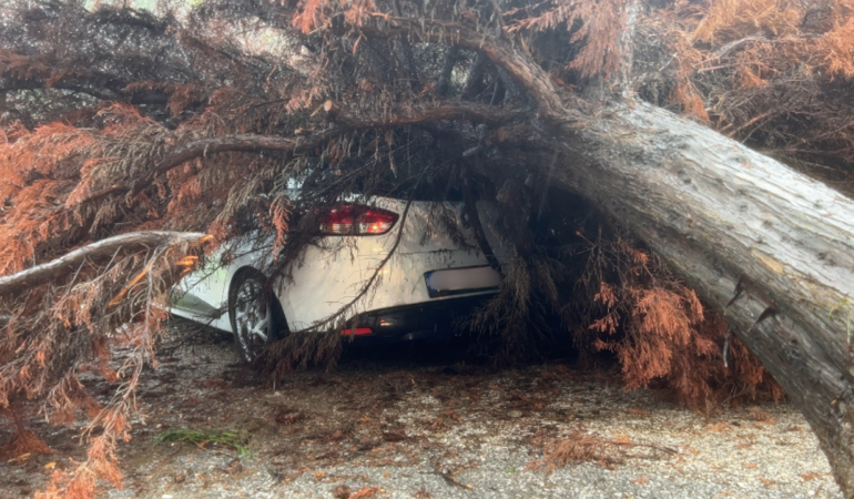 Mudanya’da devrilen ağaç otomobile zarar verdi