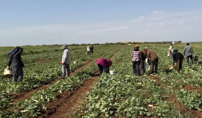 Oğuzeli’nde acur hasadı başladı: İşçiler 1.300 TL kazanıyor