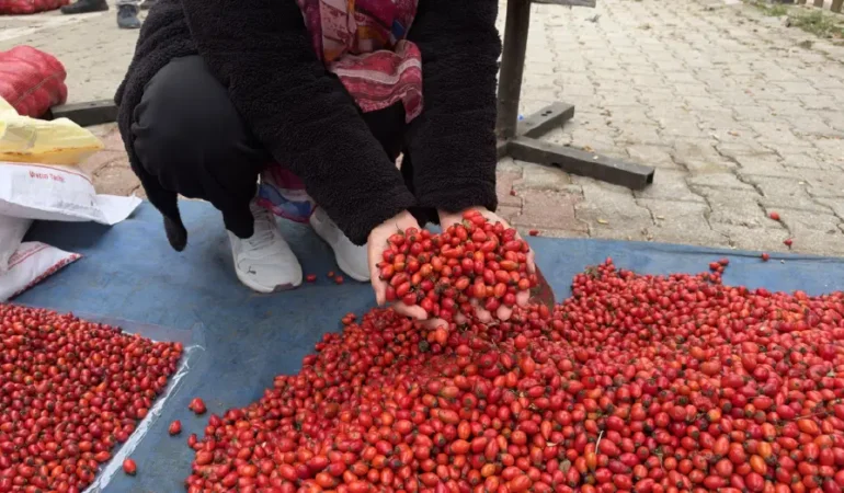 Tokat’ta kuşburnunun kilosu 50 TL’ye geriledi